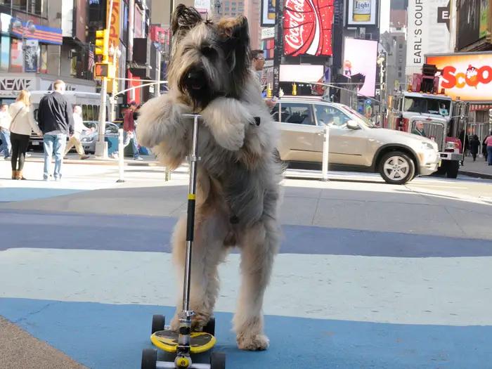 світовий рекорд, встановлений тваринами